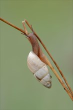 March snail