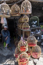Birds for sale