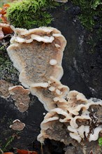 White-Rot Fungus