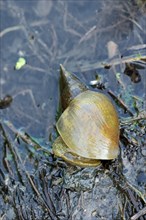 Great pond snail