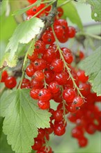 Red Currant berries