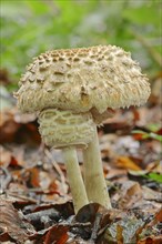 Saffron umbrella mushroom