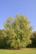 Cutleaf Silver Maple in autumn