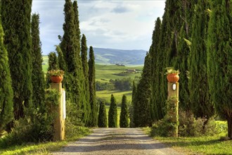Driveway to farmhouse with cypresses