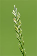 Perennial Ryegrass