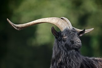 Valais black-necked goat