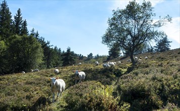 Sheep grazing in the Livradois-Forez Regional Nature Park