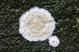 Detaching bark fungus