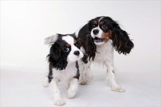 Cavalier King Charles Spaniel