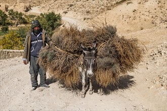 Man with his loaded donkeys on his way home