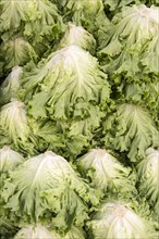 Macro view of fresh lettuce