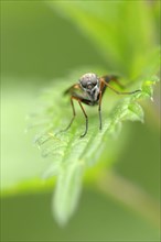 Large Fleck-winged Snipefly