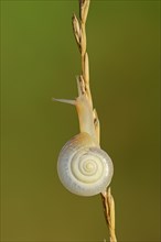 Helicid Snail or Carthusian Snail