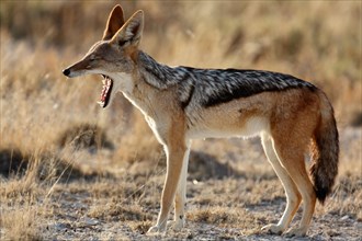 Black-backed Jackal