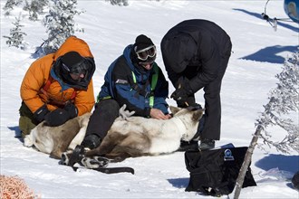 A team of Quebec's minister of natural ressources and wildlife fits caribou