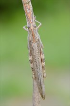 Egyptian migratory grasshopper