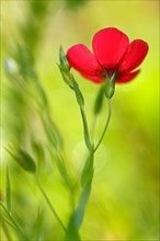 Red-flowered flax