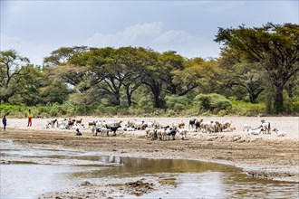 Cows on a river bed
