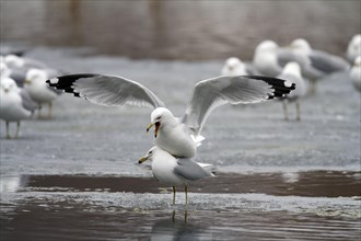 Ring-billed Gulls mating