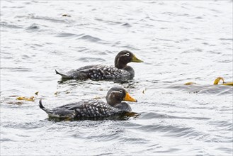 Falkland Steamer Ducks