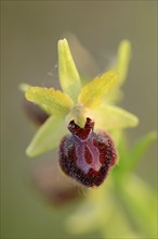 Early Spider Orchid t