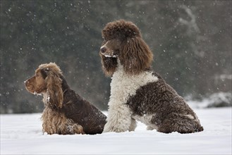English Cocker Spaniel and Large Poodle