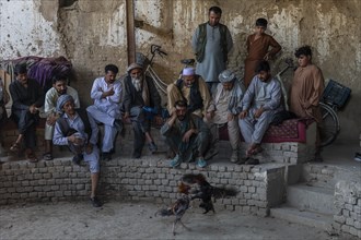 Traditional cockfight in Mazar-E-Sharif