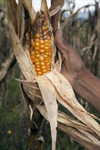 Farmer showing corn