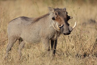 Warthog