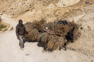 Man with his loaded donkeys on his way home