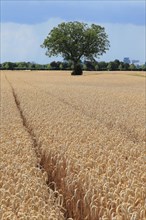 Walnut tree in cornfield