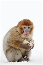 Young Barbary Ape