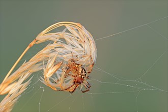 Furrow spider