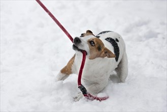 Jack Russell Terrier tugging on leash