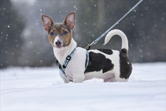 Jack Russell Terrier with harness and leash