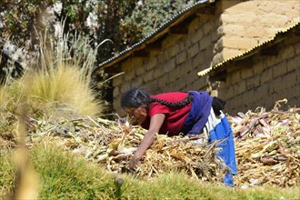 Indigenous woman bundling maize stalks