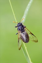 Birch Sawfly