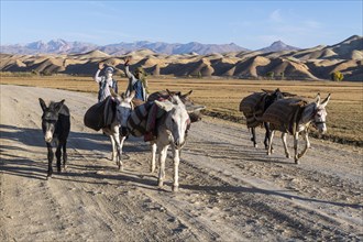 Guys with donkeys on their way home