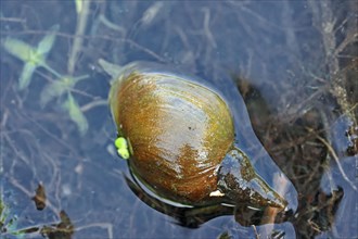 Great pond snail