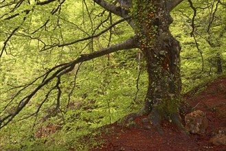 Beech trees