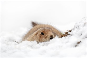 Black-tailed Prairie Dog