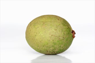 Common Guava
