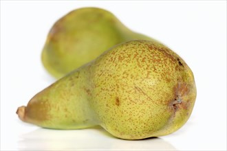 Pear 'William Christ'