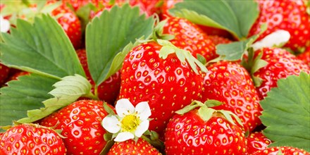 Strawberries Berries Fruits Strawberry Berry Fruit with Flowers and Leaves Panorama