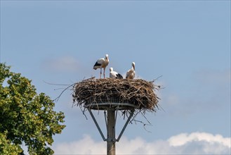 Young storks in the stork nest