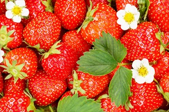 Strawberries Berries Fruits Strawberry Berry Fruit with Flowers and Leaves Background