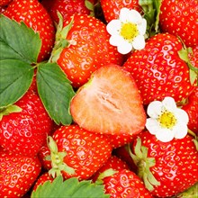 Strawberries berries fruits strawberry berry fruit with flowers and leaves cut square background