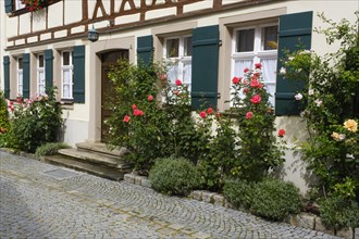 Rose bushes in front of a half-timbered facade