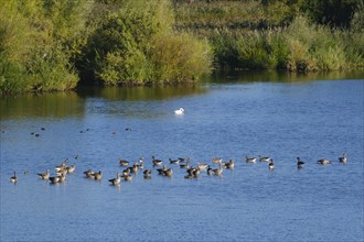 Greylag geese