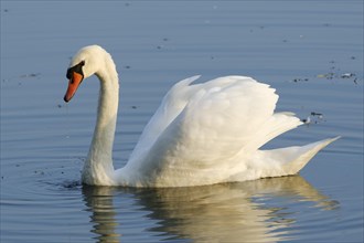 Mute swan